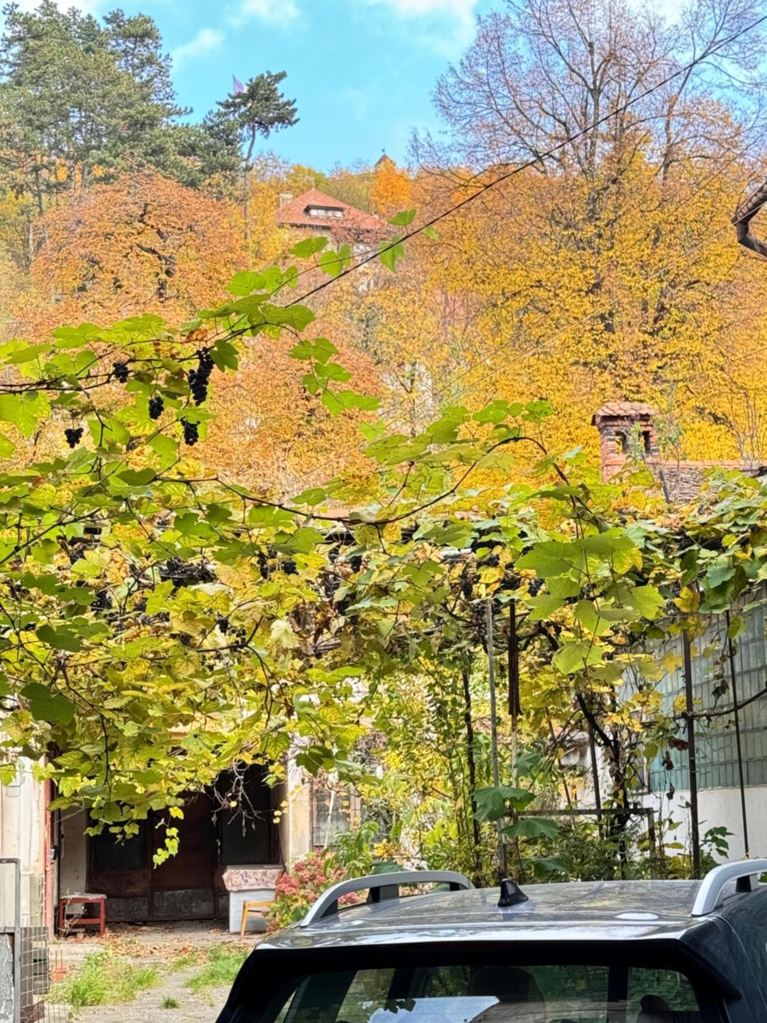 Casa Ming Villa Braşov Eksteriør bilde